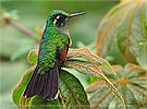 immature male Garnet-throated Hummingbird