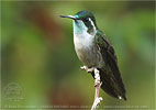 male Green-throated Mountain-gem