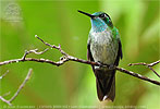 Green-throated Mountain-gem male