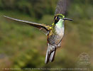 Green-throated Mountain-gem male