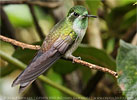 Green-throated Mountain-gem male