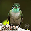 Green-throated Mountain-gem male