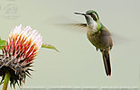 Green-throated Mountain-gem male