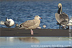 Herring Gull