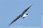 Laughing Gull