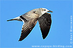 Laughing Gull