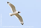 Franklin's Gull