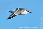 Franklin's Gull