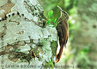 Spot-crowned Woodcreeper