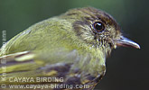 Sepia-capped Flycatcher