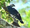 Gray-headed Kite