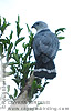 Gray-headed Kite