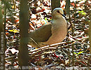 Caribbean Dove