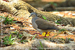 Gray-headed Dove