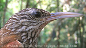 Streak-headed Woodcreeper