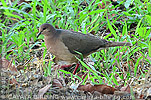 White-tipped Dove