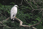 White Hawk