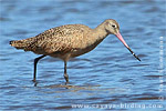 Marbled Godwit