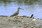 Short-billed Dowitcher