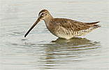 Long-billed Dowitcher flock