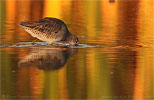 Long-billed Dowitcher