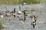 Long-billed Dowitcher flock