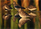 Long-billed Dowitcher