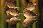 Long-billed Dowitcher