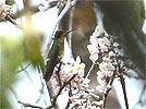 female Black-crested Coquette