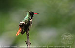 male Black-crested Coquette