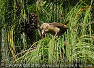 Red Crossbill