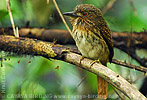 White-whiskered Puffbird