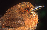 White-whiskered Puffbird