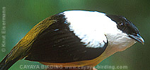 White-collared Manakin