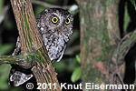 gray morph Bearded Screech-Owl