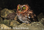 rufous morph Bearded Screech-Owl