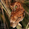 rufous morph Bearded Screech-Owl