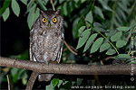 Pacific Screech-Owl