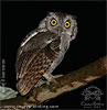 Pacific Screech-Owl in Guatemala