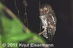 brown morph Guatemalan Screech-Owl