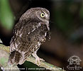 gray morph Guatemalan Screech-Owl