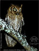 rufous morph Guatemalan Screech-Owl