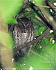 rufous morph Guatemalan Screech-Owl