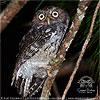 rufous morph Guatemalan Screech-Owl