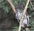 gray morph Guatemalan Screech-Owl