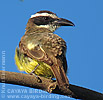 Boat-billed Flycatcher