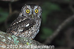 gray morph Whiskered Screech-Owl