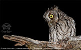 gray morph Whiskered Screech-Owl