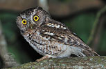gray morph Whiskered Screech-Owl