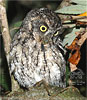 gray morph Whiskered Screech-Owl